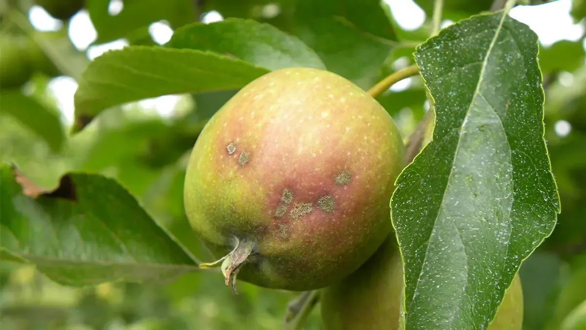 tavelure sur pomme