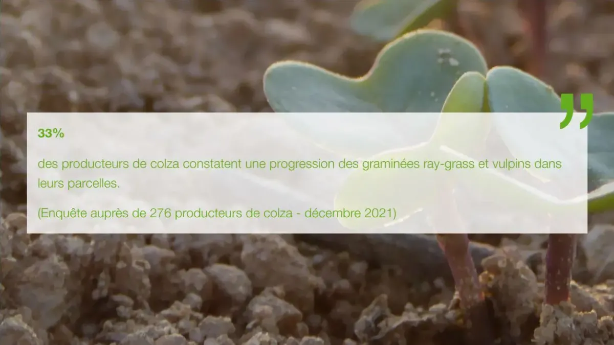 progression des graminées ray-grass et vulpins sur colza