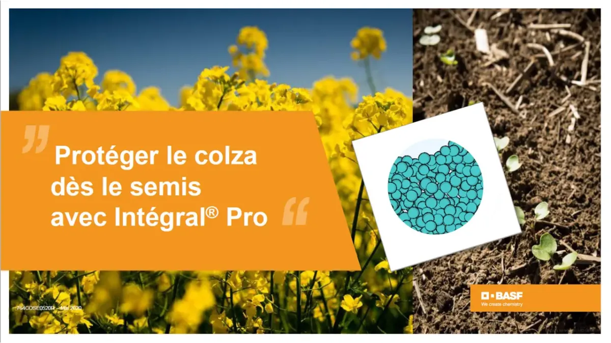 réussir l'implantation du colza : traitement de semences