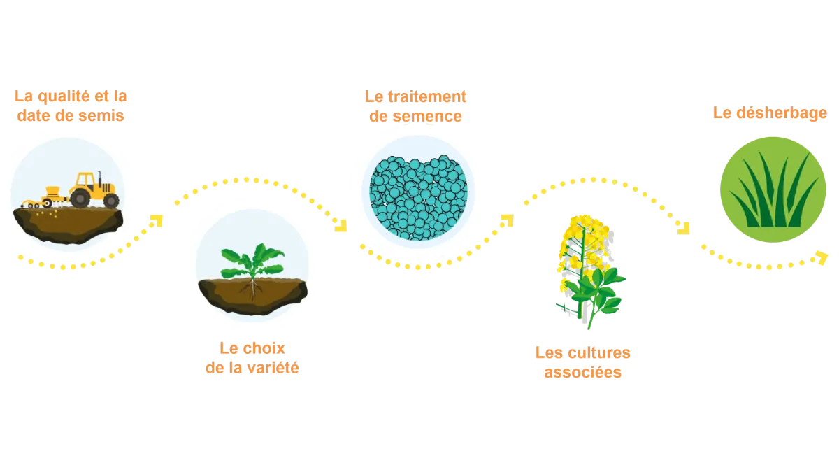 implantation du colza