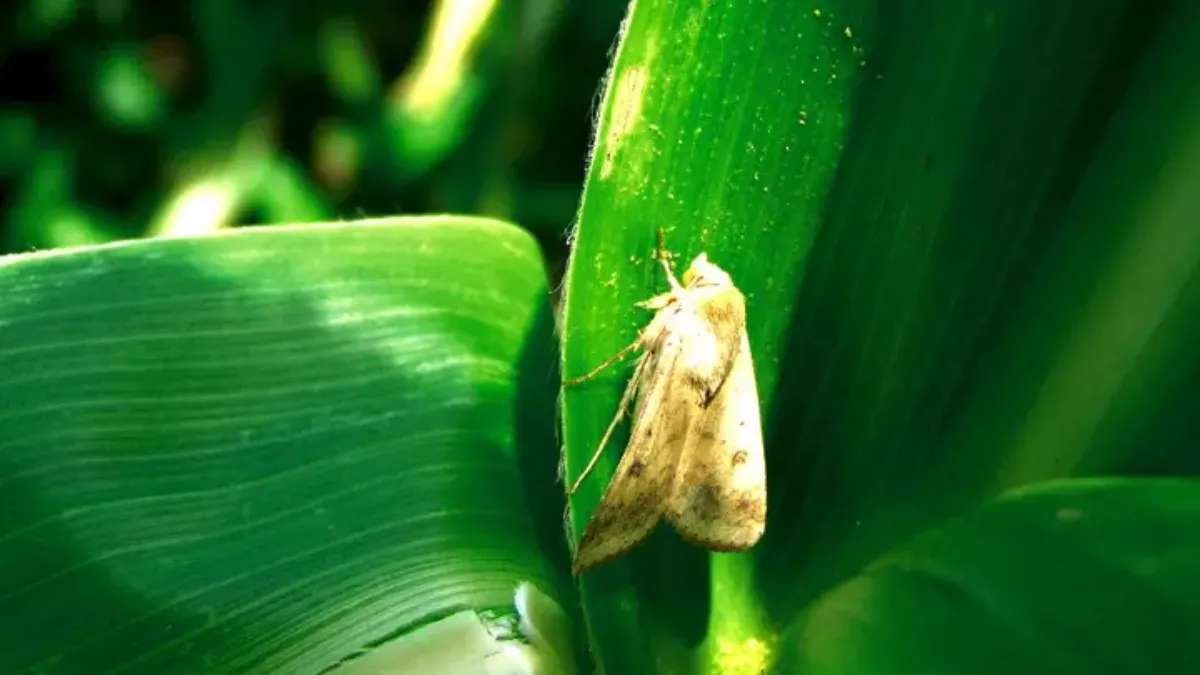 Noctuelle du maïs