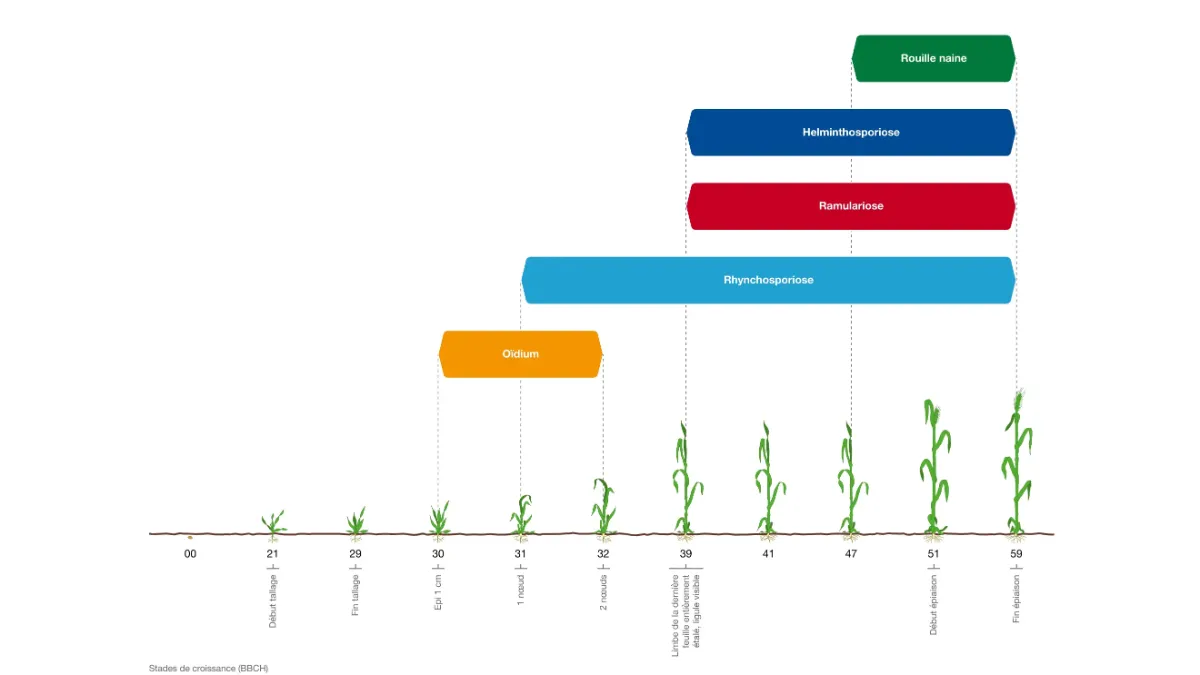   construire-programme-fongicide