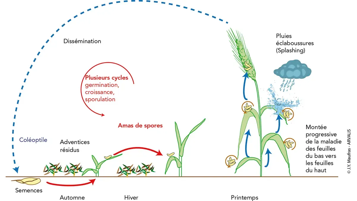 cycle de vie de la rhynchosporiose de l'orge