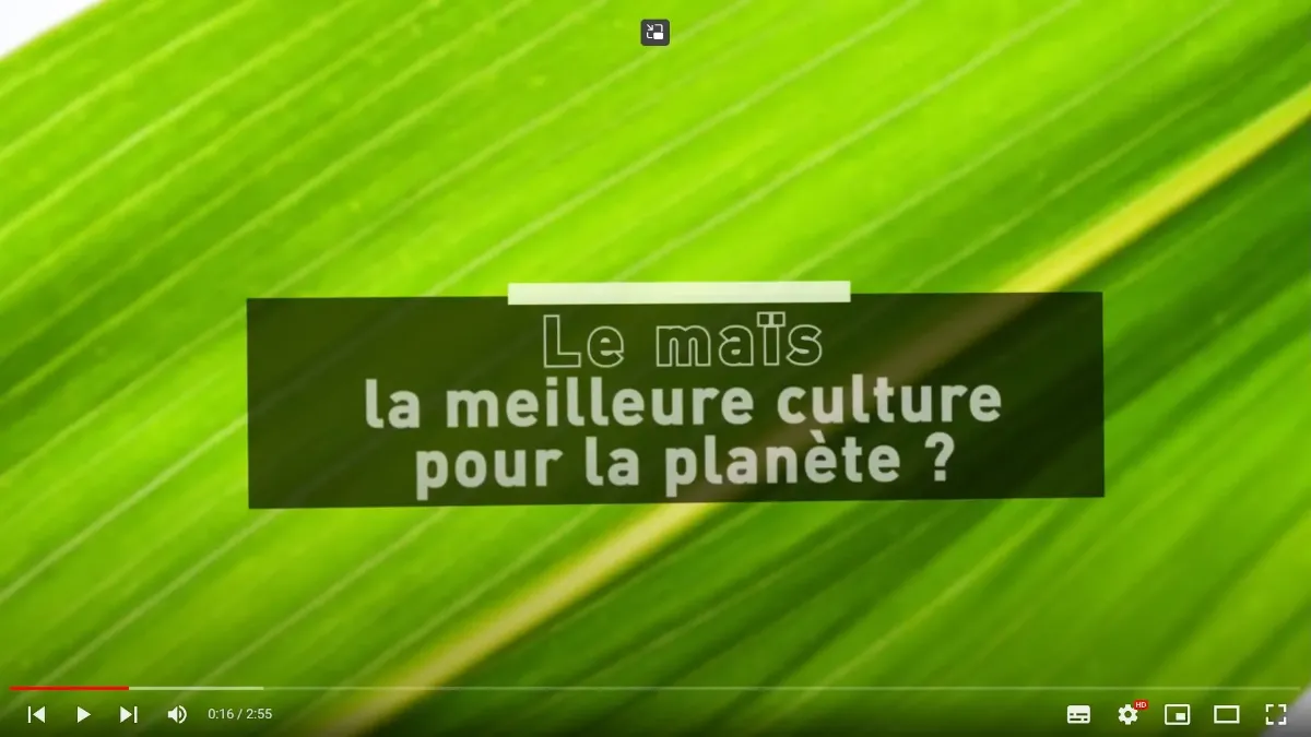maïs meilleure culture pour la planète