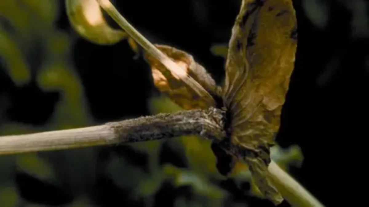 Botrytis du pois
