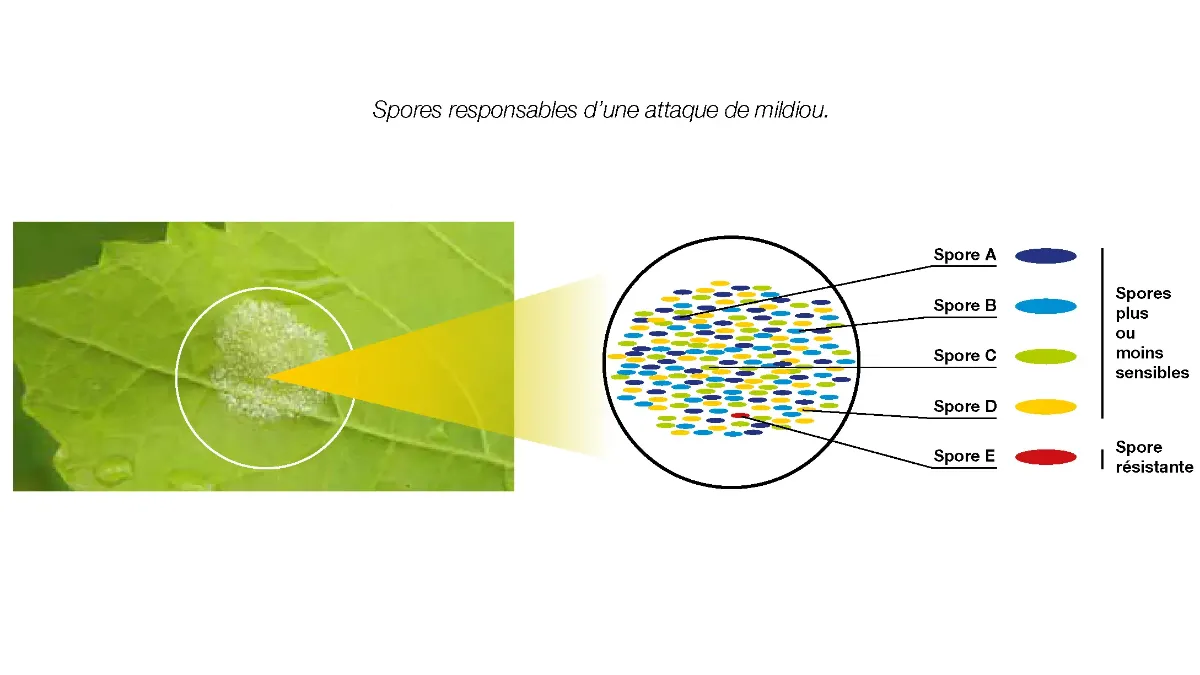 spores responsables d'une attaque de mildiou