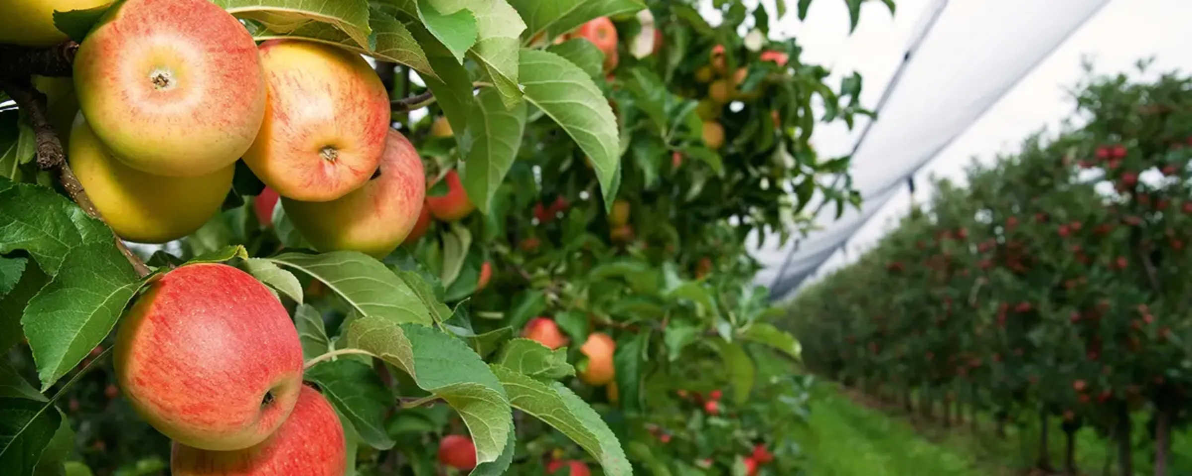 smartprotection des solutions intelligentes pour l'arboriculture