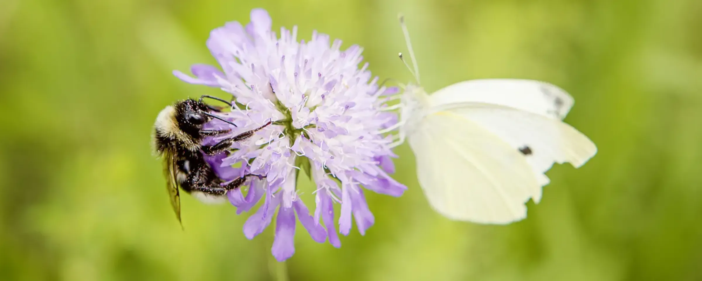 header_biodiversite