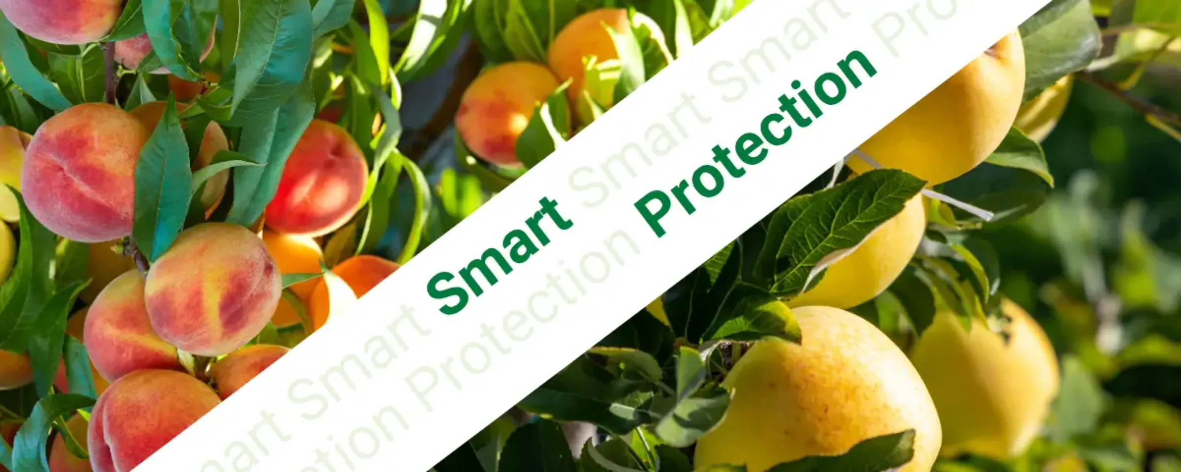 smart protection basf