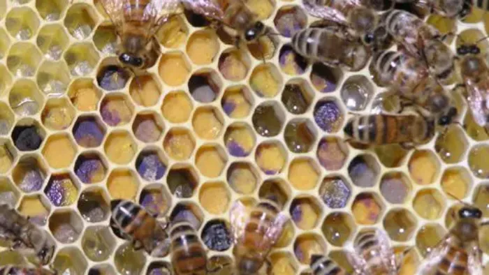 Cadre pollen