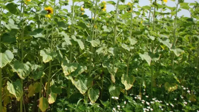 ambroisie tournesol