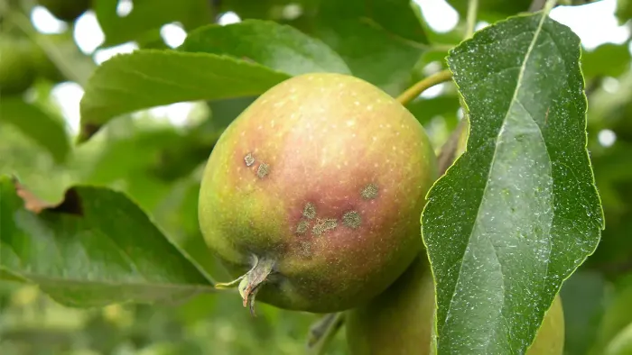 tavelure sur pomme