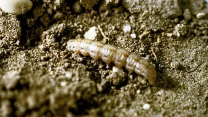 Noctuelle terricole