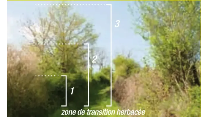 Architecture d'une haie