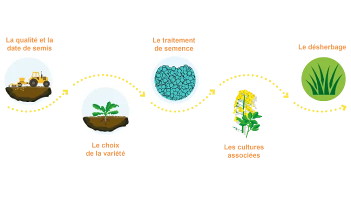 implantation du colza