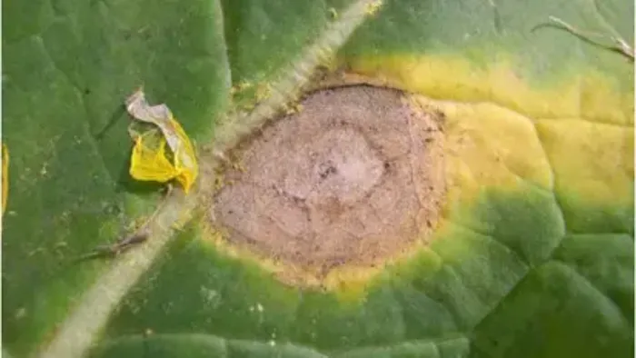 mycolsphaerella sur colza