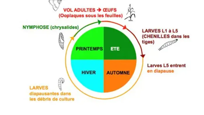 Cycle de la pyrale du maïs