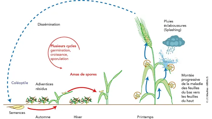 cycle de vie de la rhynchosporiose de l'orge