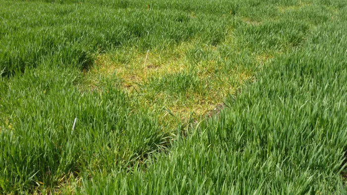 Symptômes de la jaunisse nanisante de l’orge dans la parcelle