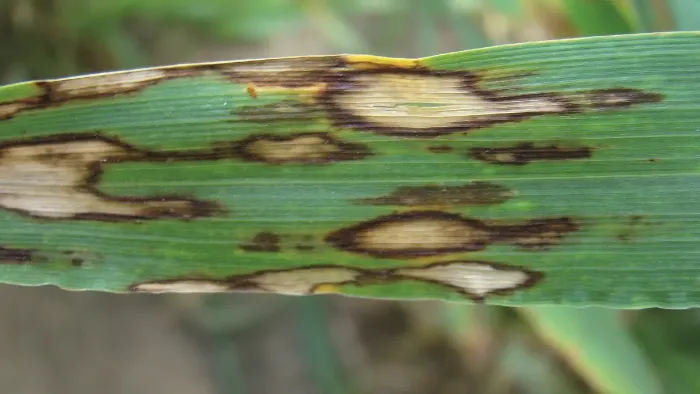 rhynchosporiose sur orge