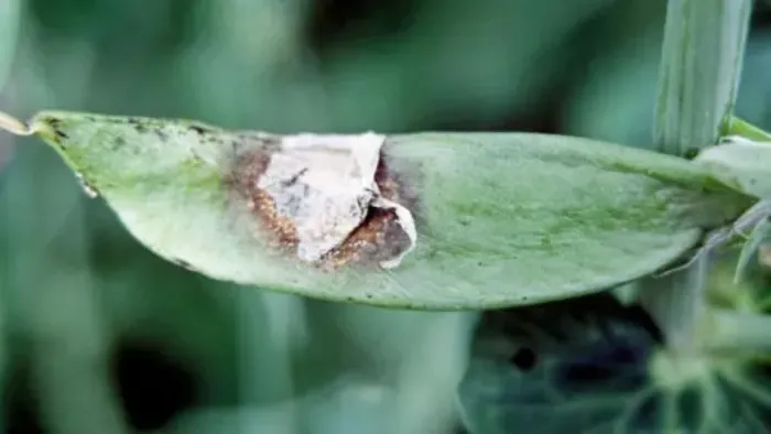 Sclérotinia du pois