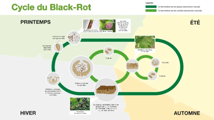 cycle black rot