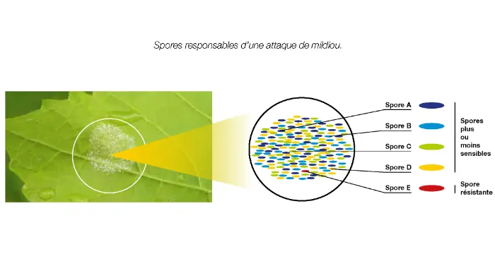 spores responsables d'une attaque de mildiou