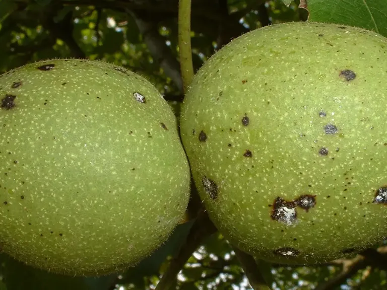 anthracnose