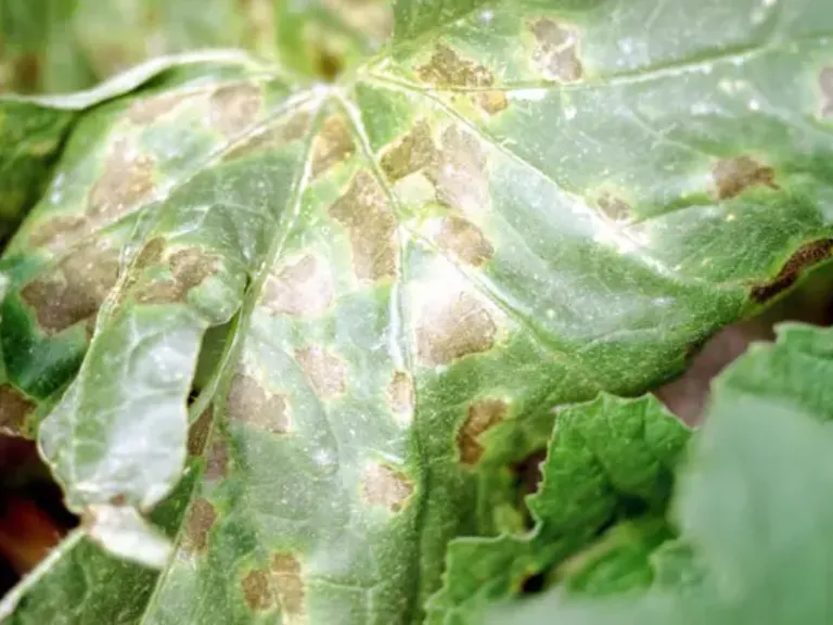 anthracnose melon