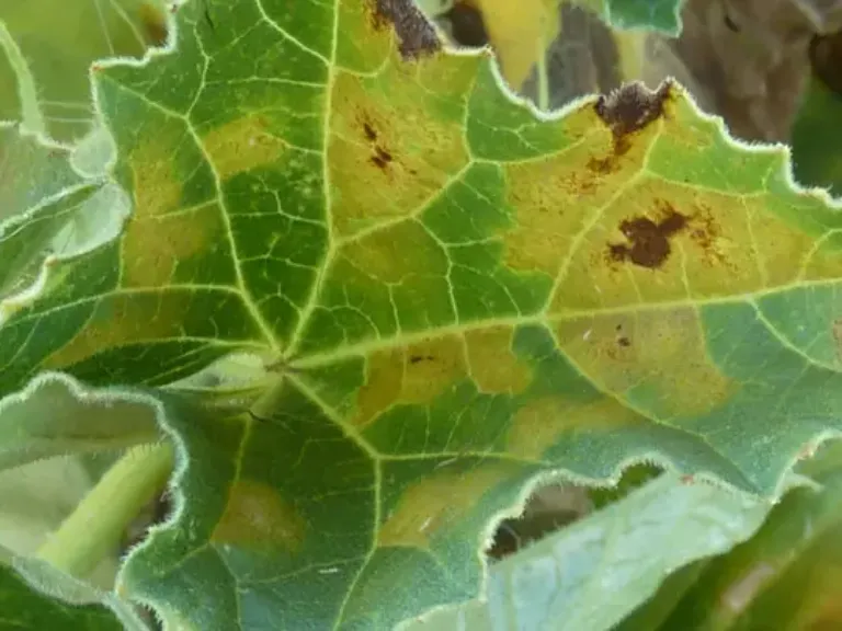 mildiou melon