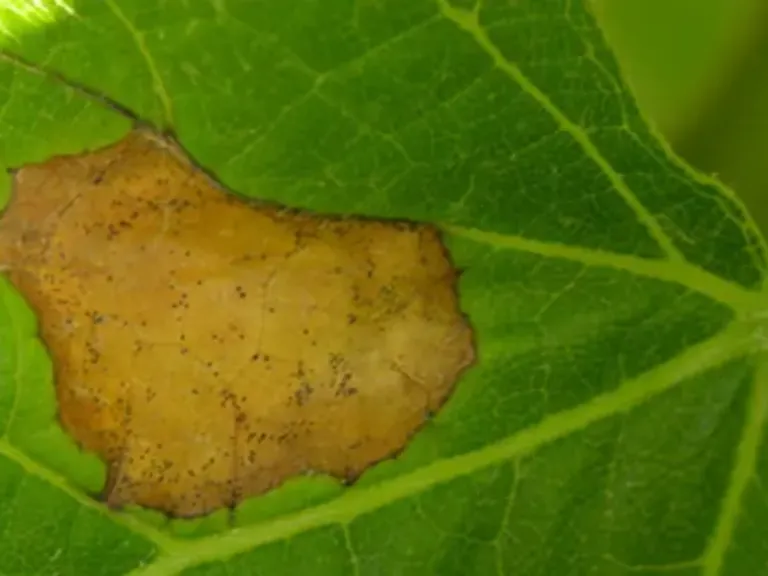 symptomes black rot feuilles
