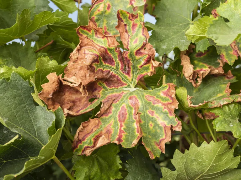 esca vigne