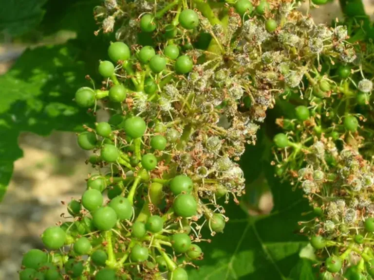 mildiou sur grappes