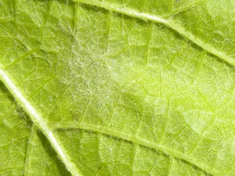 oidium sur feuille