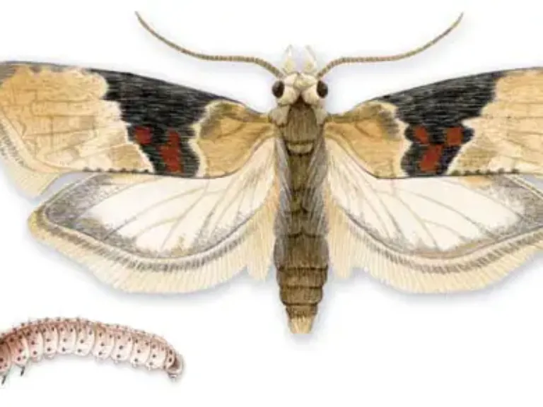 cochylis