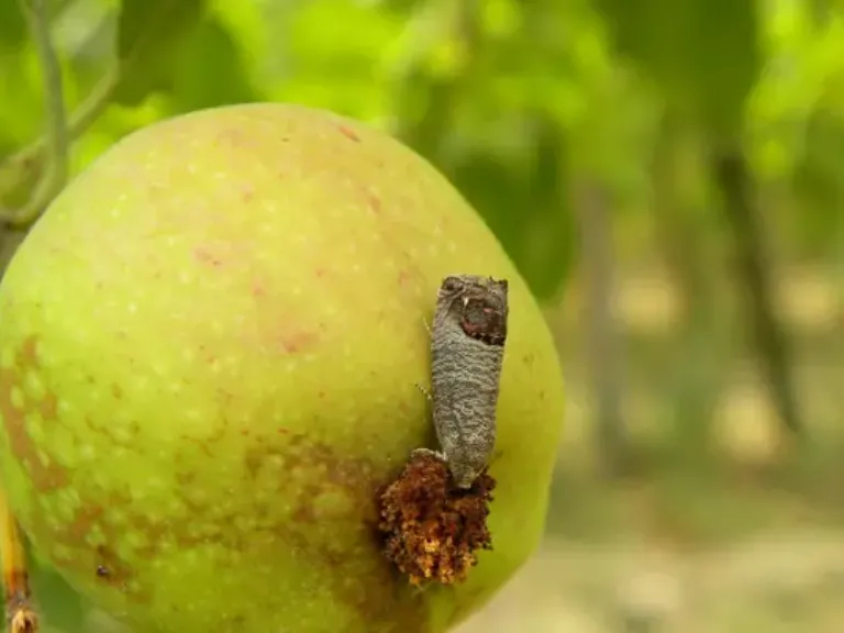 carpocapse adulte sur pomme